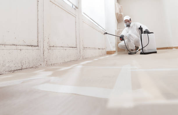 24/7 Emergency Attic Mold Removal experts in Everett, WA