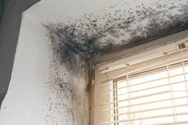 Trusted Attic Mold Removal service in Everett, WA - Cheap Mold Removal